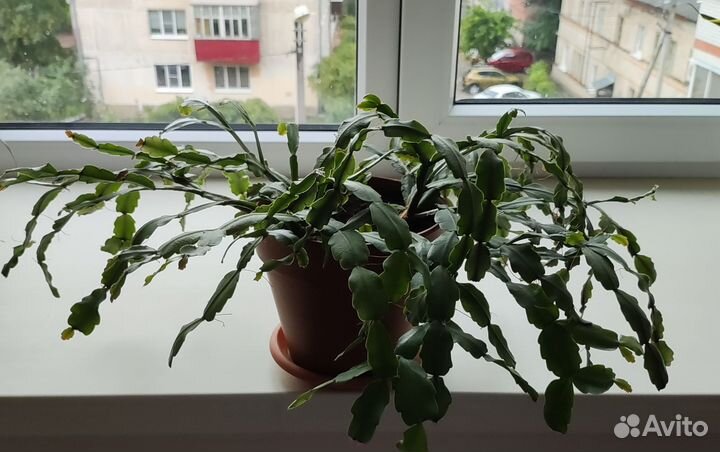 Декабрист розовый