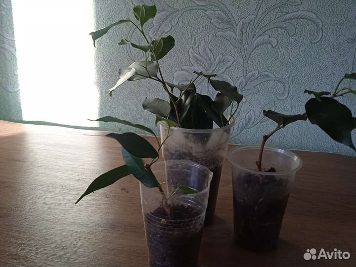 Фикус бенджамина большой