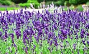 Лаванда узколистная сорт 
