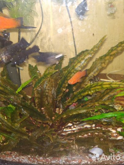 Аквариумные растения набор