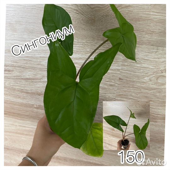 Комнатные растения