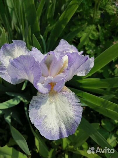 Ирисы бородатые