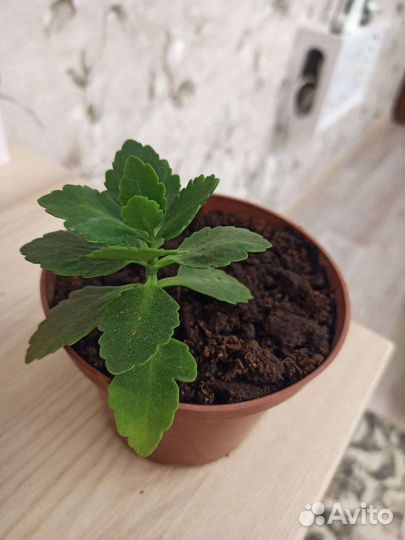 Комнатные цветы каланхоэ