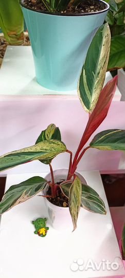 Строманта мультиколор