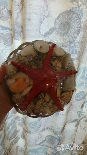 Ракушки, морская звезда