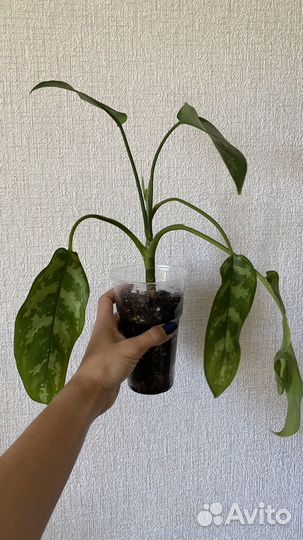 Аглаонема мария