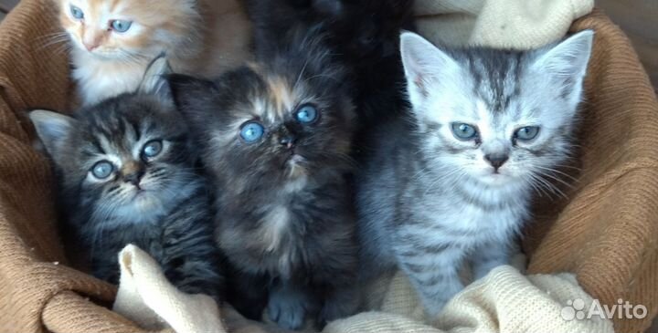 Котята от Персидской кошки