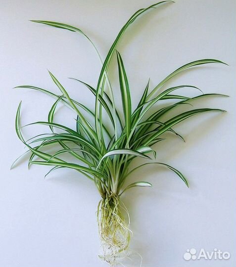 Хлорофитум