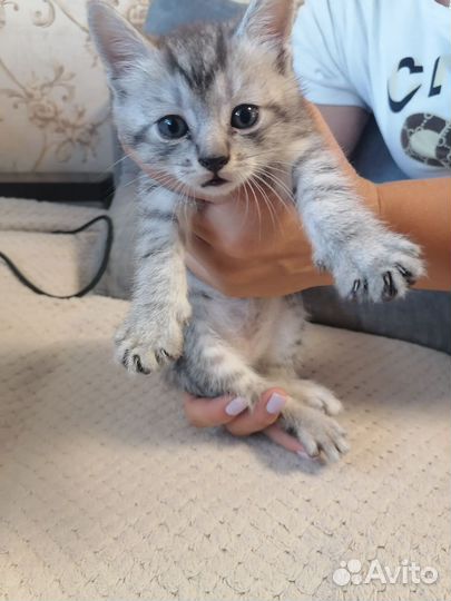 Кошка в дар бесплатно