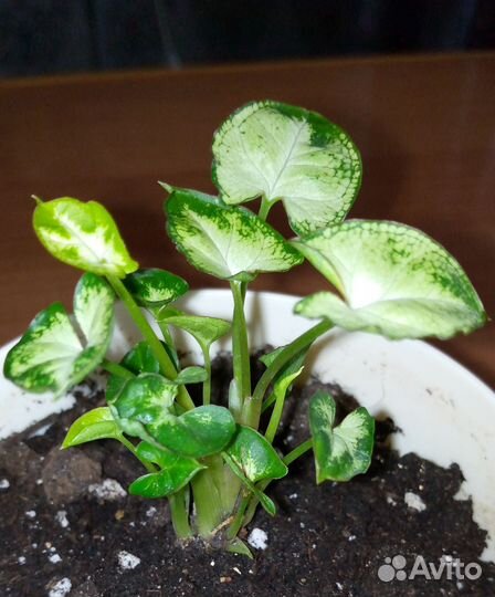 Сингониумы