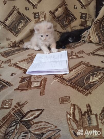 Котята вислоухие