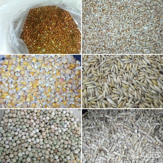 Корма для сельскохозяйственных животных