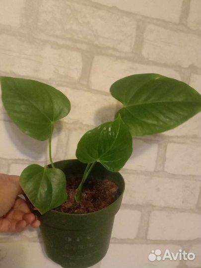 Эухарис,сансивьерия