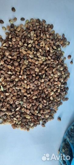 Продам семена эспарцета,костреца,люцерны