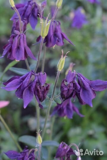 Ирисы Вербейник Аквилегия Лилейник