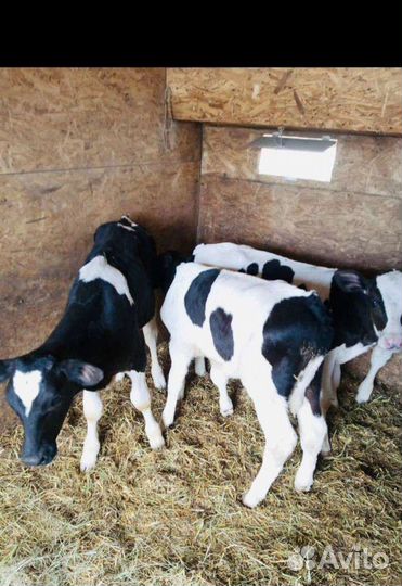 Бычки телята