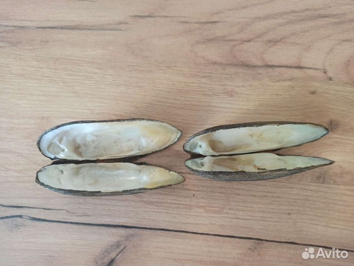 Раковины.ракушки