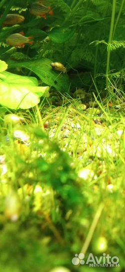 Улитка покемон