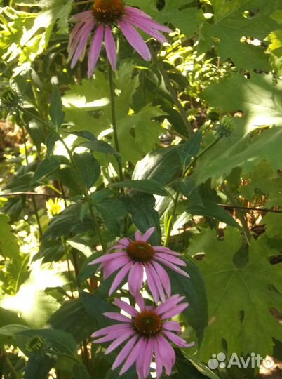 Растения для дачи