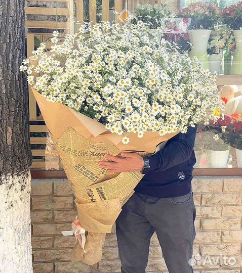 Ромашки Пионы Розы Доставка