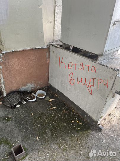 Бездомные котята