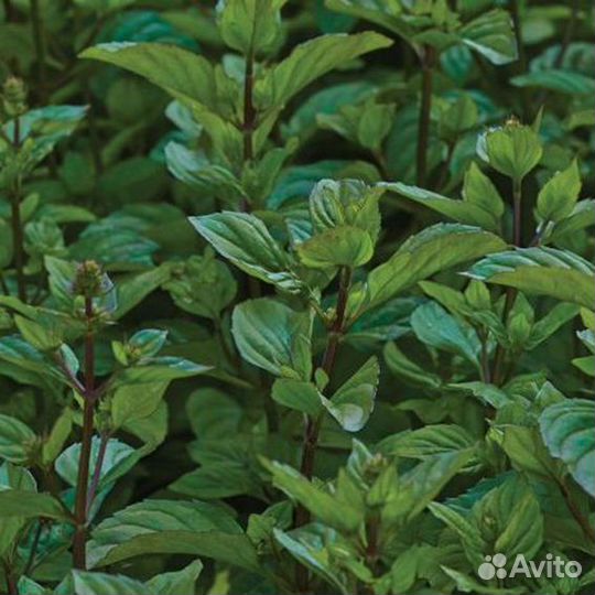 Мята несколько сортов. Тимьян / чабрец