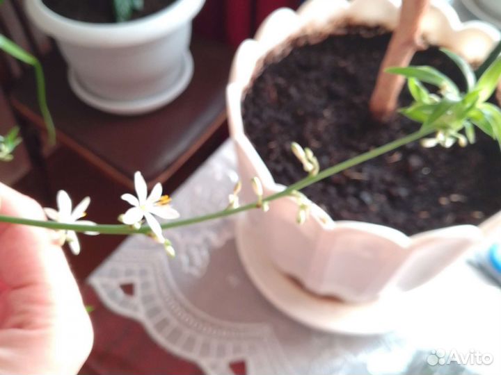 Хлорофитум