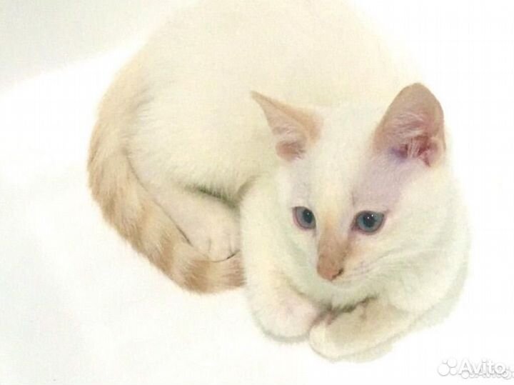 Котята тайские