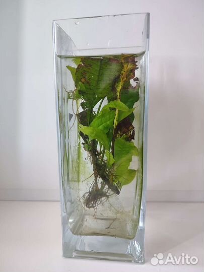 Аквариумное растение и Сачки для рыбок