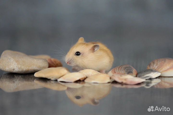 Джунгарский хомяк Ручные малыши Доставка