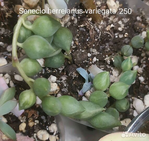 Суккуленты 2