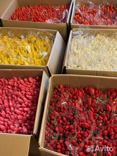 Тюльпаны розница И опт за 60