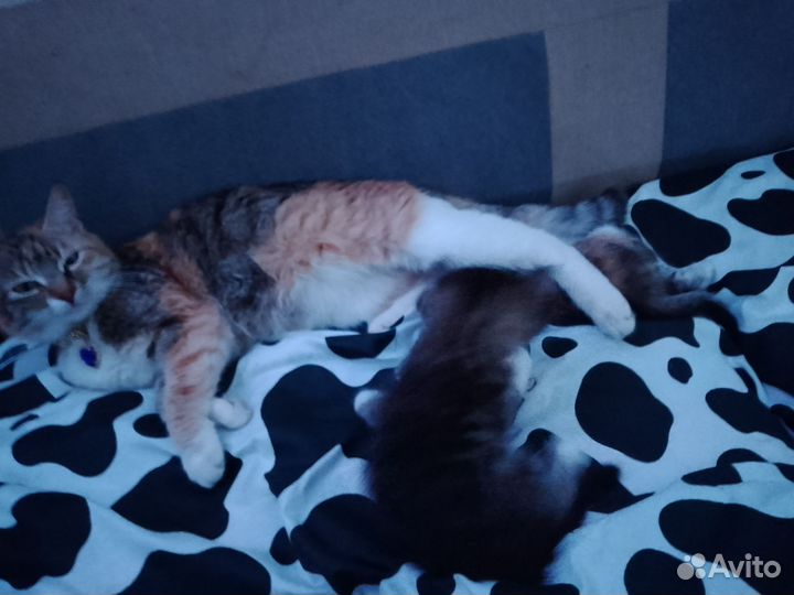 В хорошие руки. Бесплатно