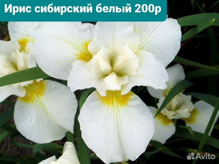 Ирисы бородатые