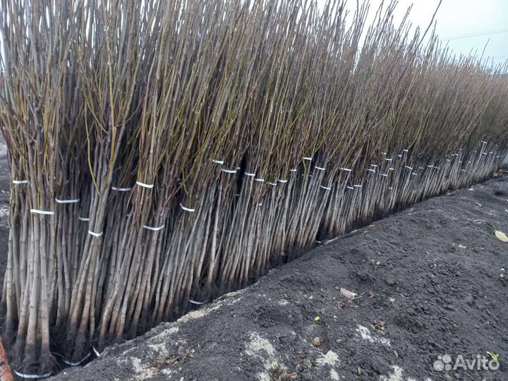 Грецкий орех идеал саженцы