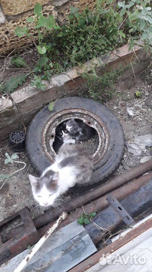 Котята в добрые руки
