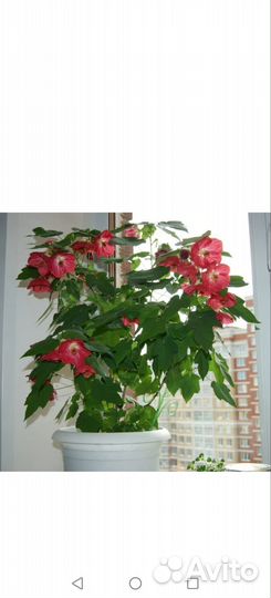 Клен комнатный абутилон