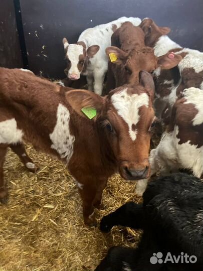 Телята бычки скот с доставкой до двора