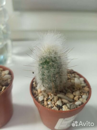 Кактусы эспостоа ланата и Эхинопсис