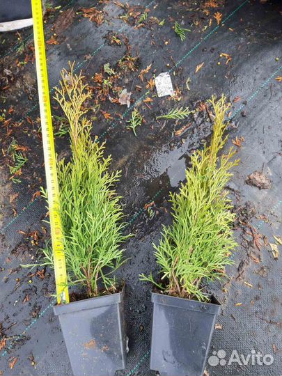 Черенки Туя Смарагд Р9