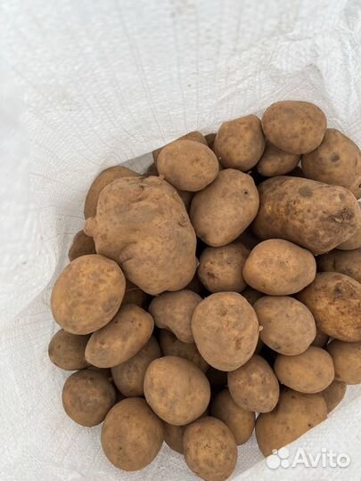 Картофель домашний