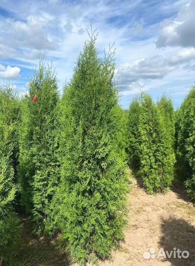 Туя Колумна