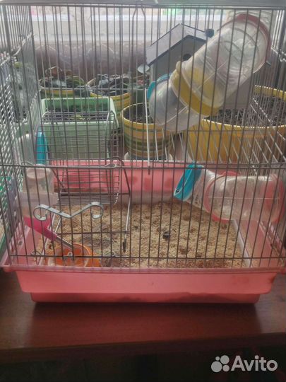 Сирийский и ангорский хомяки