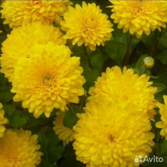 Хризантема