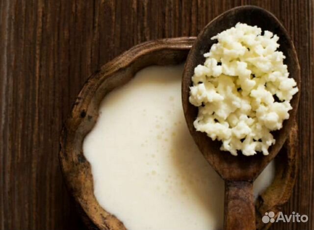 Кефирный гриб тибетский молочный гриб