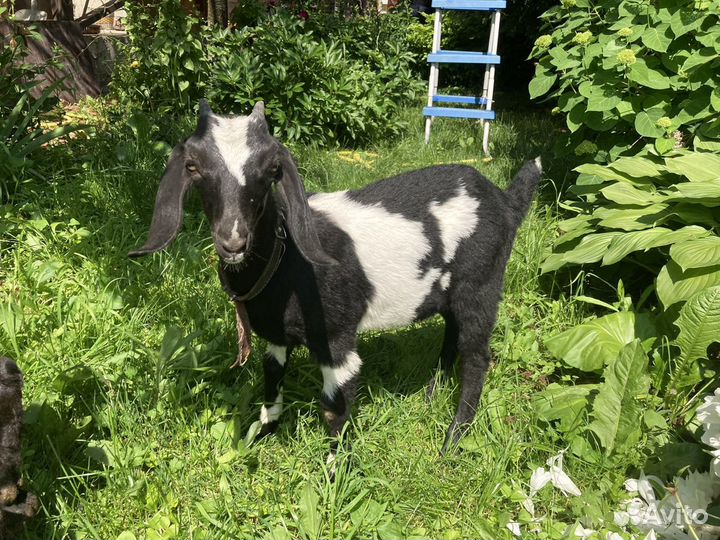 Аренда животных: козы, кролики, куры