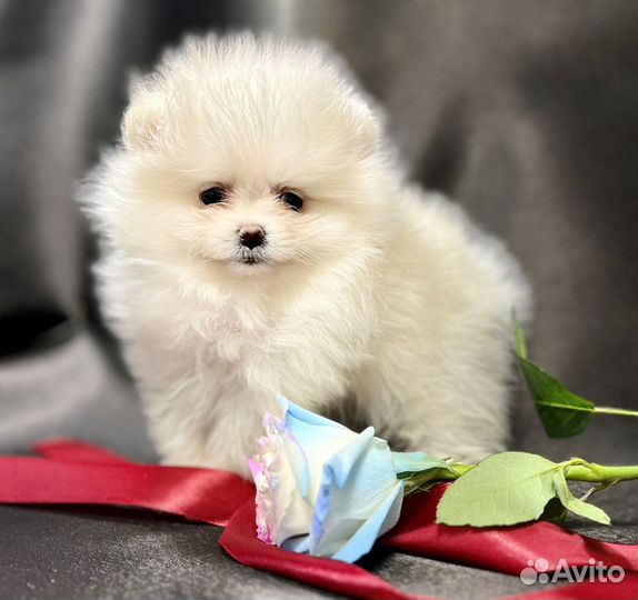 Шпиц девочки крем РКФ