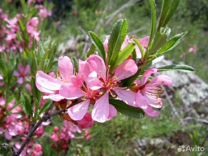 Саженцы плодовых, декоративных, редких растений