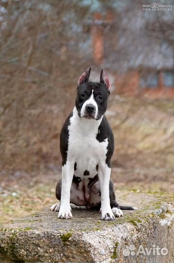 Амстафф девочка 1 год