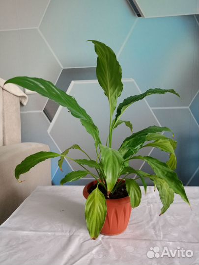 Спатифиллум